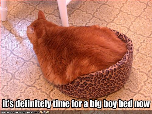 funny-pictures-your-cat-wants-a-bigger-bed