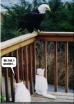 funny-pictures-cat-gives-his-friend-advice