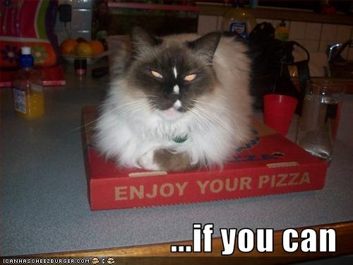 funny-pictures-cat-hopes-you-enjoy-your-pizza