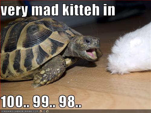 funny-pictures-cat-is-about-to-be-mad-at-turtle