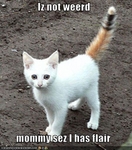 funny-pictures-kitten-thinks-he-has-flair