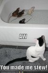 funny-pictures-you-made-stew-for-your-cat