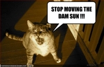 funny-pictures-cat-asks-you-to-stop-moving-the-sun