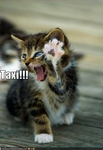funny-pictures-cat-calls-a-taxi