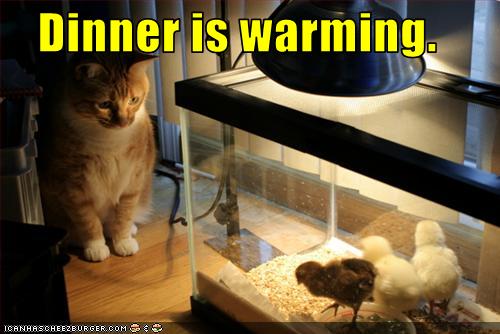 funny-pictures-cat-watches-his-dinner-heat-up