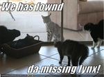 funny-pictures-cats-find-missing-lynx