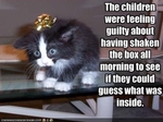 funny-pictures-gift-kitten-was-shaken