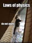 funny-pictures-laws-do-not-apply-to-kitten