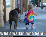 funny-dog-pictures-walkin-here