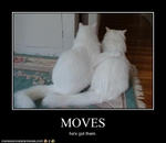 funny-pictures-cat-flirts-with-lady-cat