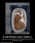 funny-pictures-cat-has-an-earthquake-drill
