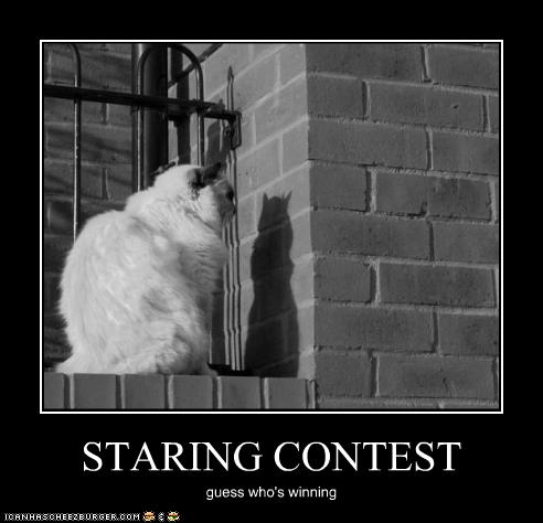 funny-pictures-cat-has-contest-with-his-shadow1