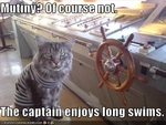 funny-pictures-cat-is-a-pirate