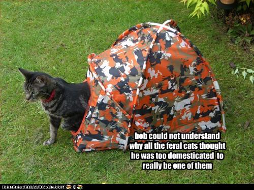 funny-pictures-cat-is-not-really-feral