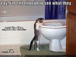 funny-pictures-cat-sees-inside-of-toilet