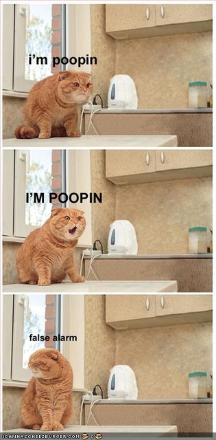 funny-pictures-cat-tries-to-poop