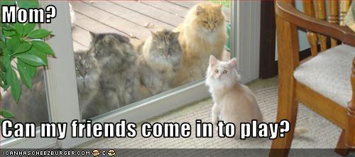 funny-pictures-cat-wants-to-invite-friends-over