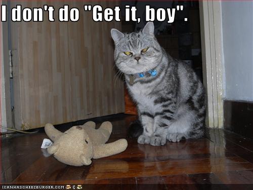 funny-pictures-cat-will-not-fetch