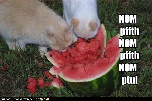 funny-pictures-cats-eat-a-watermelon