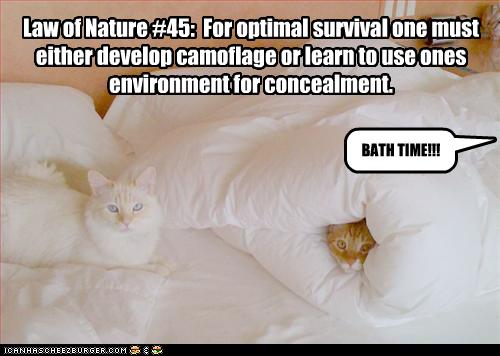 funny-pictures-cats-have-camouflage