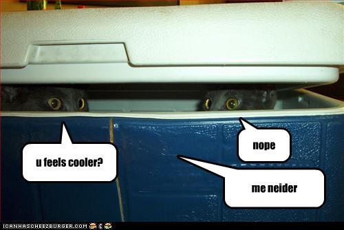 funny-pictures-cats-hide-in-cooler