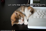 funny-pictures-kitten-has-a-charging-port