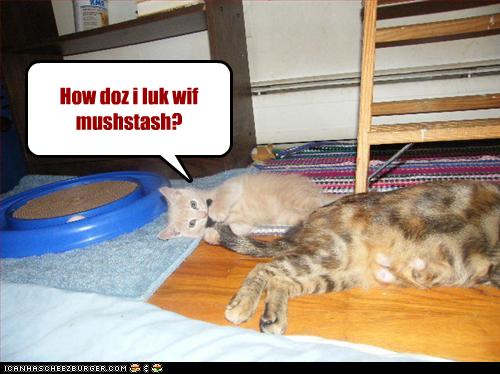 funny-pictures-kitten-has-a-moustache