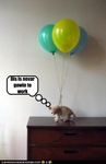 funny-pictures-kitten-has-balloons