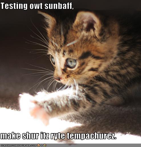 funny-pictures-kitten-tests-sunbath-temperature