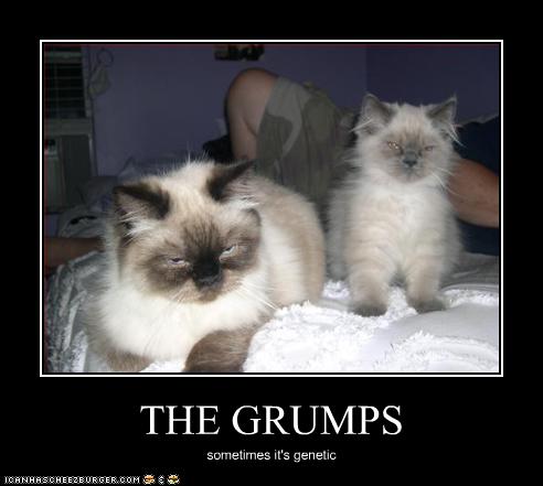 funny-pictures-kittens-are-grumpy
