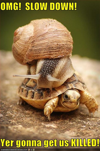 funny-pictures-snail-is-on-turtle