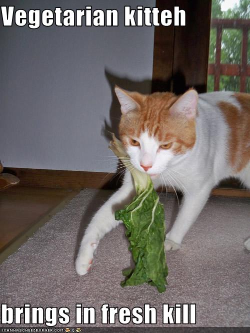 funny-pictures-vegetarian-cat-brings-in-a-kill