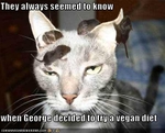 funny-pictures-your-cat-is-vegan