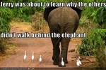funny-pictures-bird-walks-behind-elephant