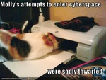 funny-pictures-cat-attempts-to-enter-cyberspace