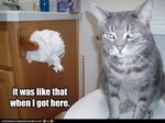 funny-pictures-cat-denies-ripping-toilet-paper