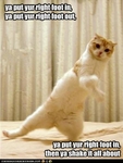 funny-pictures-cat-does-hokey-pokey