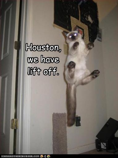 funny-pictures-cat-has-lift-off