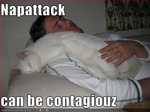 funny-pictures-cat-has-nap-attack
