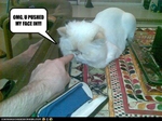 funny-pictures-cat-has-pushed-in-face