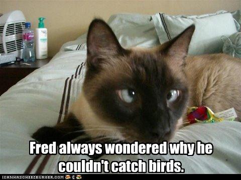 funny-pictures-cat-is-cross-eyed
