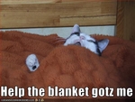 funny-pictures-cat-is-eaten-by-blanket