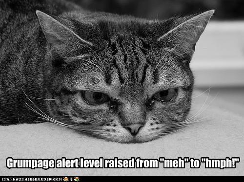 funny-pictures-cat-is-grumpy
