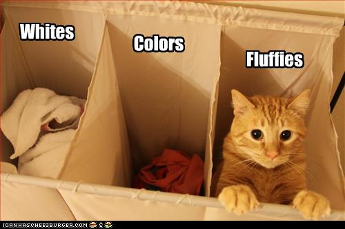 funny-pictures-cat-is-sorted-with-laundry