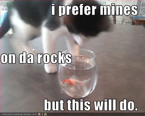 funny-pictures-cat-prefers-drink-on-the-rocks