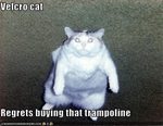 funny-pictures-cat-regrets-buying-trampoline
