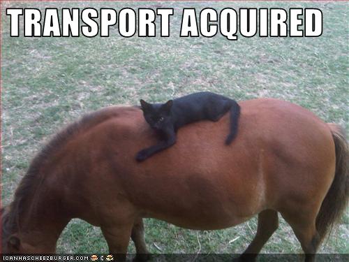 funny-pictures-cat-rides-horse