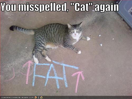funny-pictures-cat-thinks-you-spelled-something-wrong