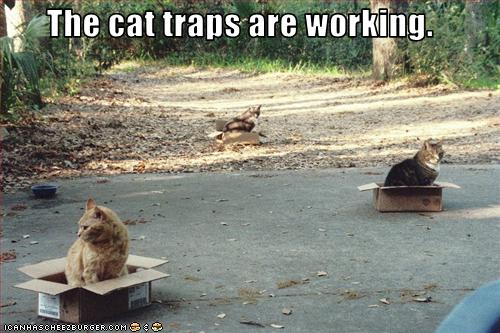 funny-pictures-cat-traps-are-working