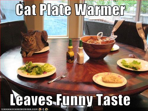 funny-pictures-cat-warms-plate